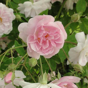 Rosa  Paul's Himalayan Musk Rambler - ružičasta - bijela  - ruža penjačica (Rambler)